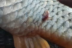 IMG_20220723_194126_900x1200